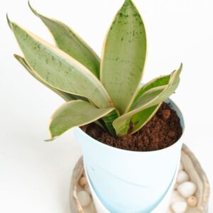Sanseveria