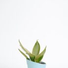 PLANTS- SET-03 061 DSCF1811