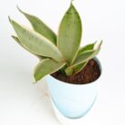 PLANTS- SET-03 062 DSCF1815