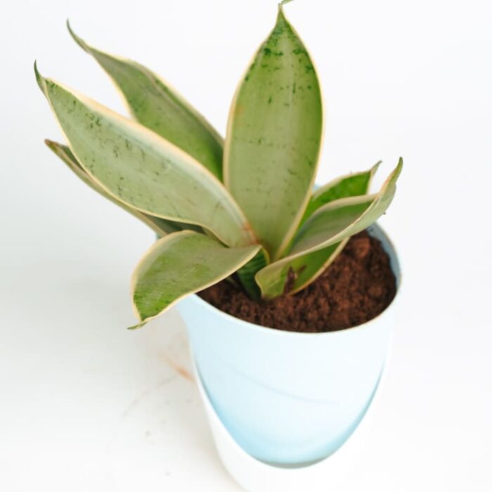 PLANTS- SET-03 062 DSCF1815 PLANTS- SET-03 062 DSCF1815