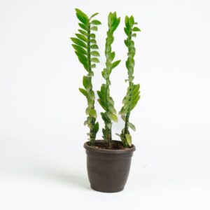 Pedilanthus