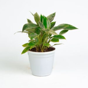 Philodendron birkin