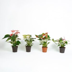 Bundle of Anthuriums. ANY 4 DIFFERENT COLORS AS PER AVAILABILITY