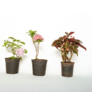 Bundle of Flowers- white hydrangea, pink hydrangea and orange Begonia
