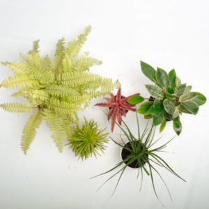 Bundle of bedroom plants - Golden fern,succulent, cryptanthus,philodendron birkin and Nolina palm