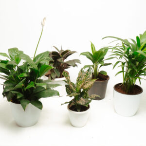 Bundle of Living Room - Spathyphylum green, Cordyline, Aglaonema pink dotted, Spathyphylum variegated,Areca Palm