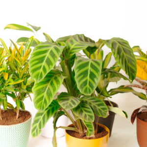 Bundle of Balcony Plants - Golden croton, Calathea, Dara singha, Croton Petra