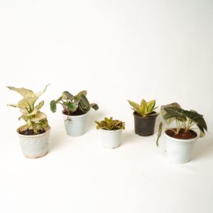 Bundle Of Office Plants - Aglaonema super white, Scindaspus, Fittonia, sanseveria golden and Alocasia black velvet.