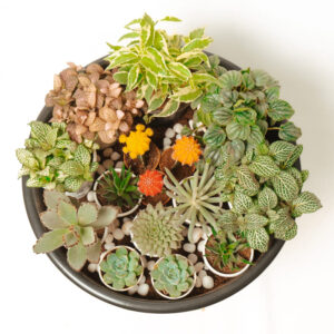 Bundle of succulents - Assorted variety of 12 succulents