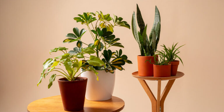 10 Good Luck Indoor Plants: Positive Plants for Home That Attract Prosperity