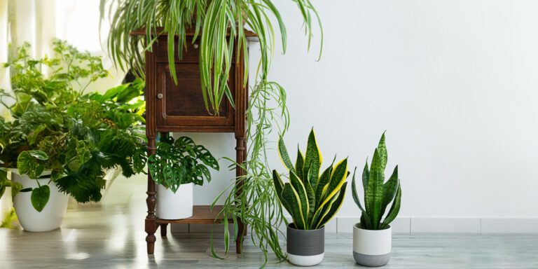 Ultimate Guide for Best Indoor Plants for Home